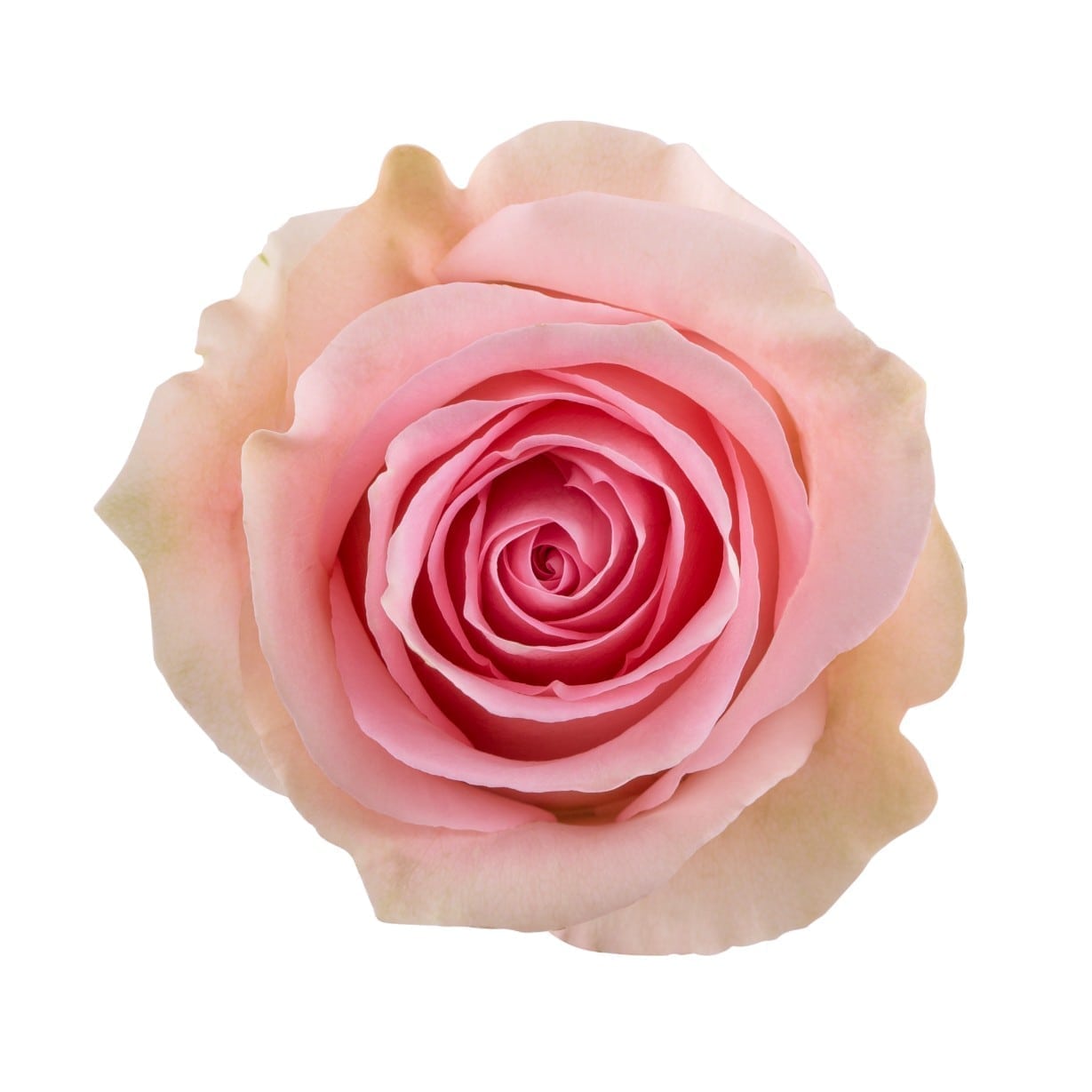 Luciano Light Pink Roses