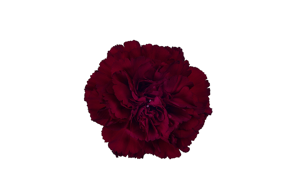 Burgundy Tinted Carnation