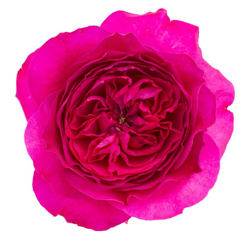 David Austin Garden Roses - Capability