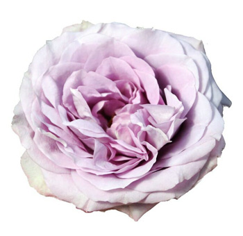 Garden Roses - Lavender Bouquet