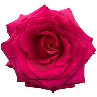 Queen Berry Roses