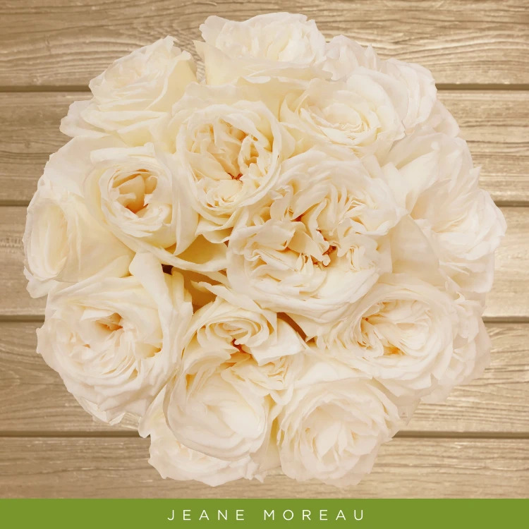 Jeanne Moreau Garden Roses