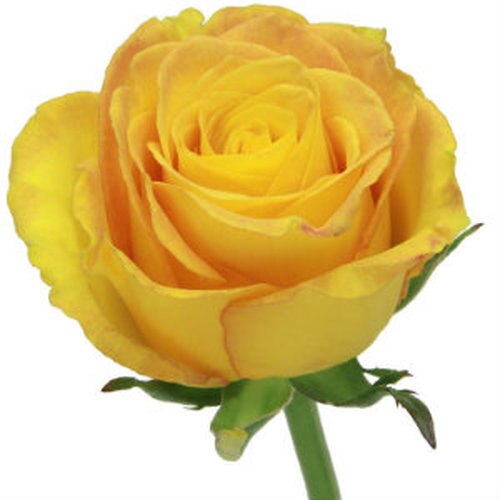 Kerio Yellow Roses