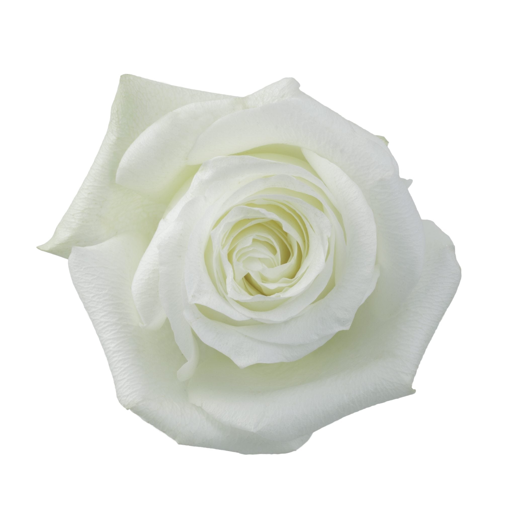 Proud White Roses
