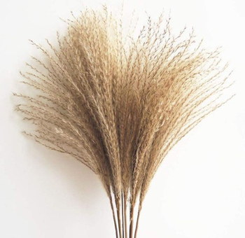 Reed Pampas Grass Natural Preserved