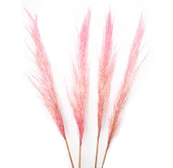 Reed Pampas Grass Fluffy Light Pink Preserved