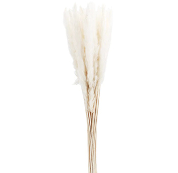 Reed Pampas Grass Fluffy White Preserved
