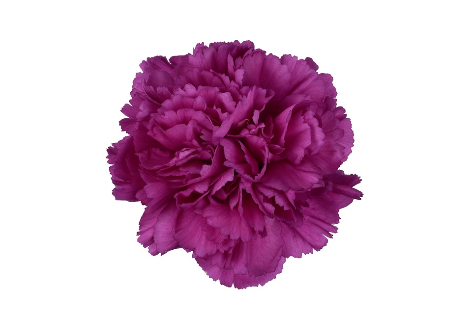 Purple / Fuchsia Carnation