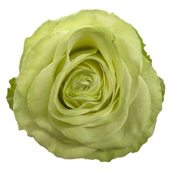 Wasabi Green Roses